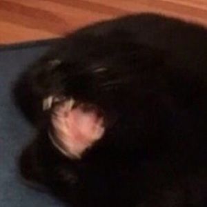 Meet your Posher, Ollie